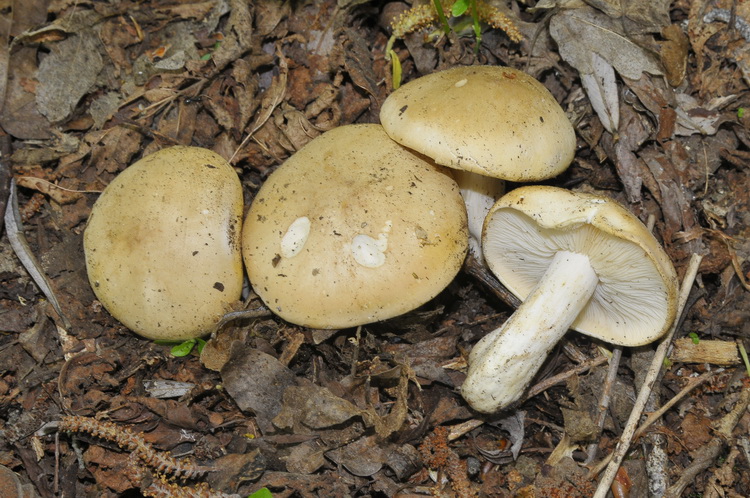 Calocybe gambosa